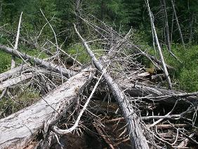 Tangle of trees